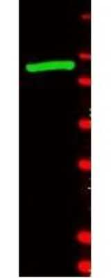 Western Blot: beta Galactosidase Antibody [FITC] [NB120-6641] - Analysis of a band at 117 kDa (lane 1) corresponding to b-Gal present in a partially purified preparation (arrowhead). Approximately 1ug of protein was resolved on a 4-20% Tris-Glycine gel by SDS-PAGE and transferred onto nitrocellulose. After blocking, the membrane was probed with the primary antibody diluted to 1:1,000. Reaction occurred overnight at 4 C followed by washes and reaction with a 1:10,000 dilution of IRDye 800 conjugated Gt-a-Rabbit IgG (H&L) MX10 for 45 min at room temperature (800 nm channel, green).